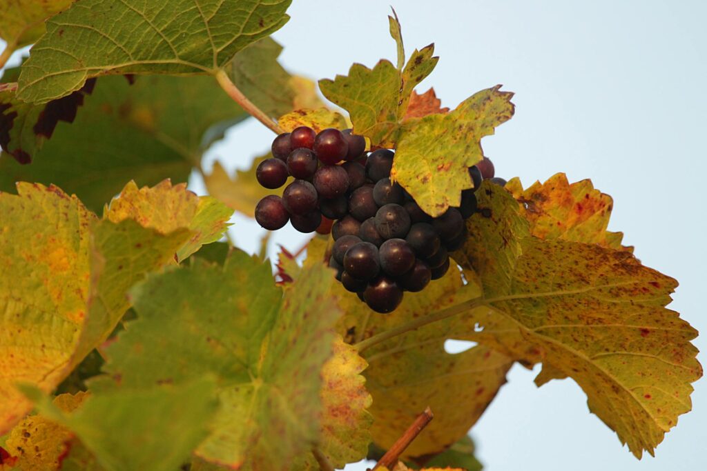 Druivenplant in de herfst